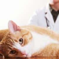 Tips for better feline vet visit