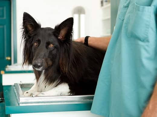 A veterinarian has his hand on a black collie lying on a table.
