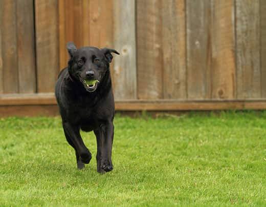 Black lab runs in a backyard with a tennis ball in his mouth.