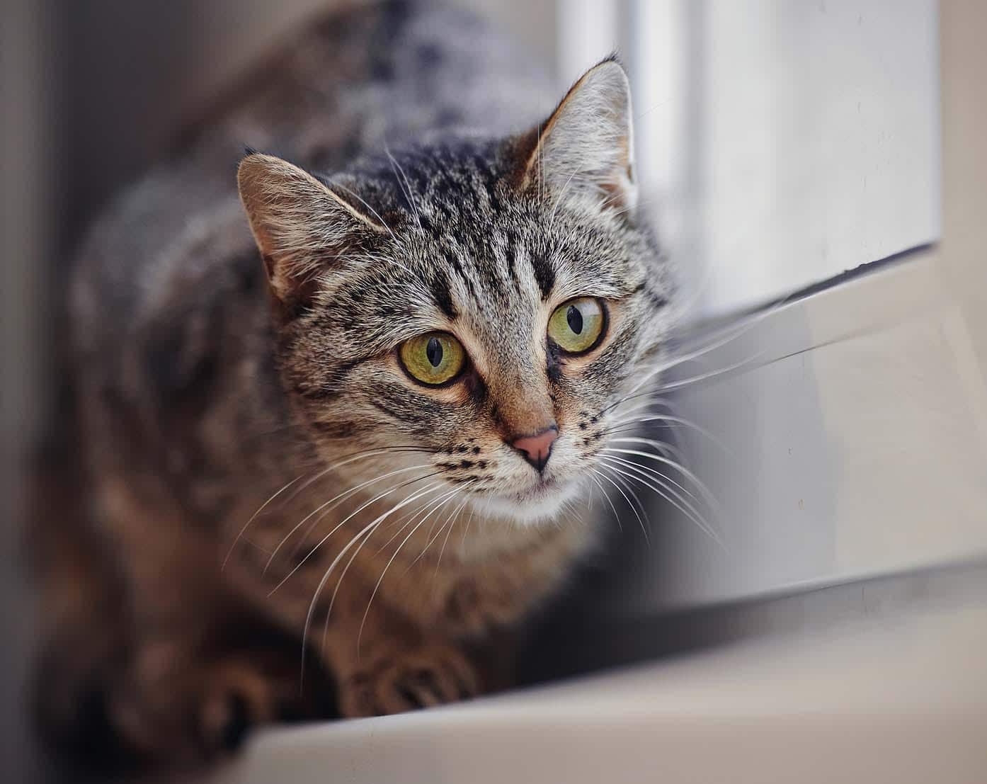 Striped green-eyed cat on a window sill.