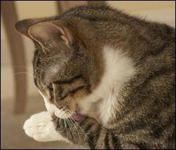 Gray tabby cat licking it's paw.