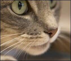 Cat Image