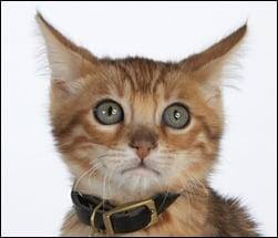 Cat afraid of thunder and fireworks