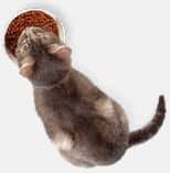 Cat Eating