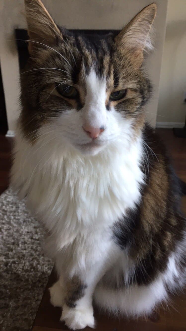 Long-haired white, brown and black sitting up.