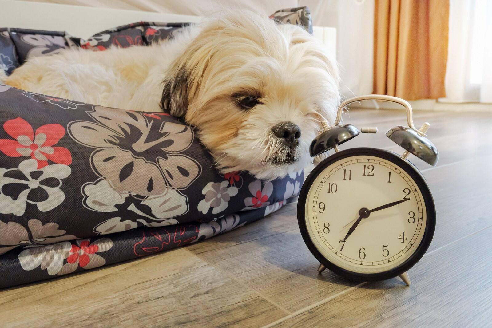 Dog lying in bed sniffs at an old-school alarm clock