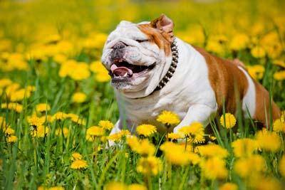 Brown and white English Bulldog smiling in a field of dandelions