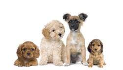 Group of puppy