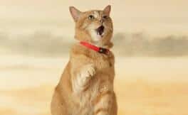 Cat Meow