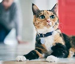 Cat and Owner image