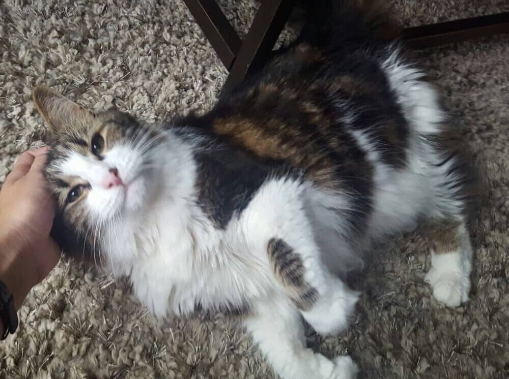 Long-haired white, brown and black cat lying on ground being pet by human hand
