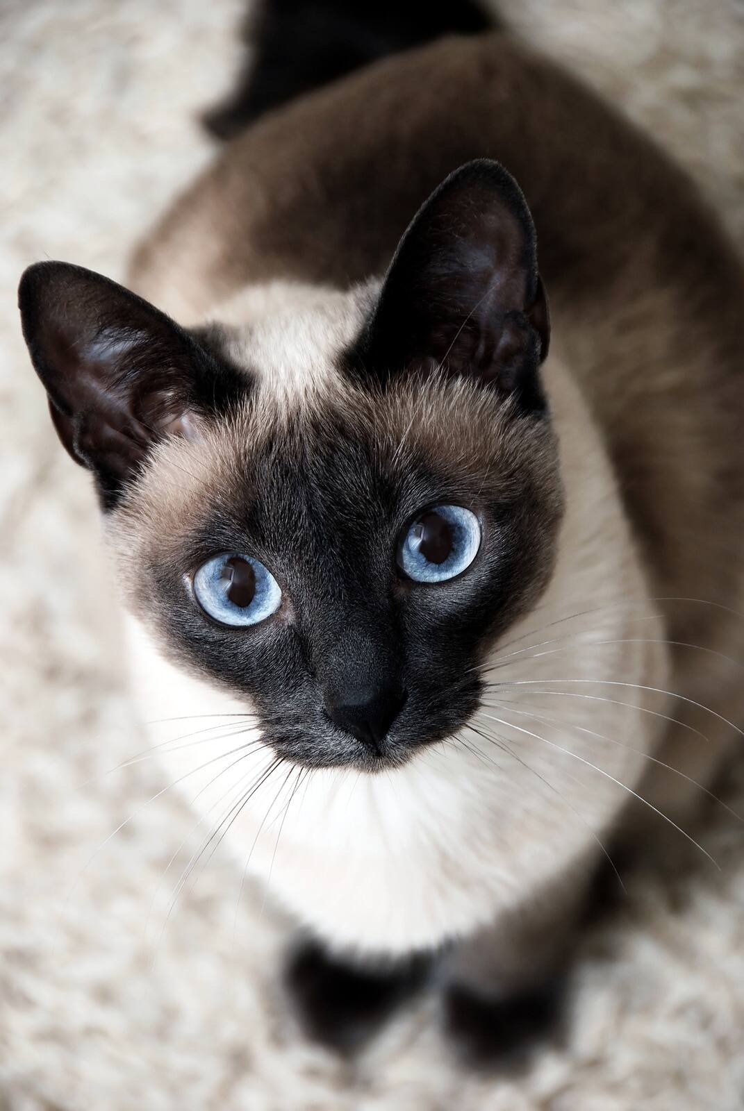 Siamese cat with big, bright blue eyes sits staring up.