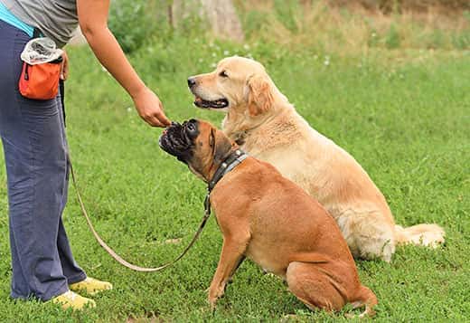 Woman gives a treat to a boxer sitting at the park, while a golden retriever sits next to him.
