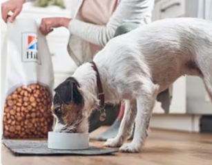 สุนัขกินอาหารสุนัข Hill's Pet